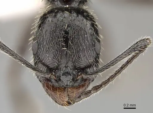 Aphaenogaster ulibeli specimen
