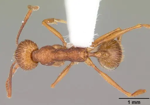 Aphaenogaster umphreyi specimen