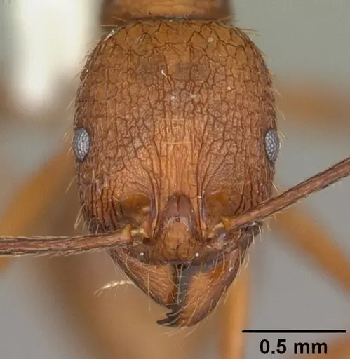 Aphaenogaster umphreyi specimen