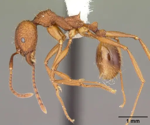 Aphaenogaster umphreyi specimen