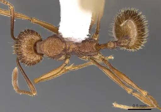Aphaenogaster umphreyi - CASENT0900416