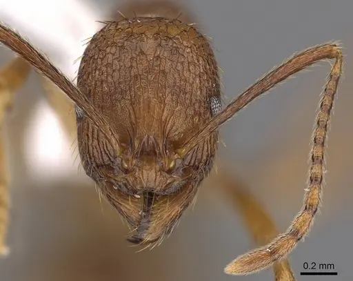 Aphaenogaster umphreyi - CASENT0900416