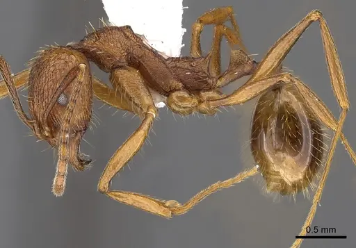 Aphaenogaster umphreyi - CASENT0900416