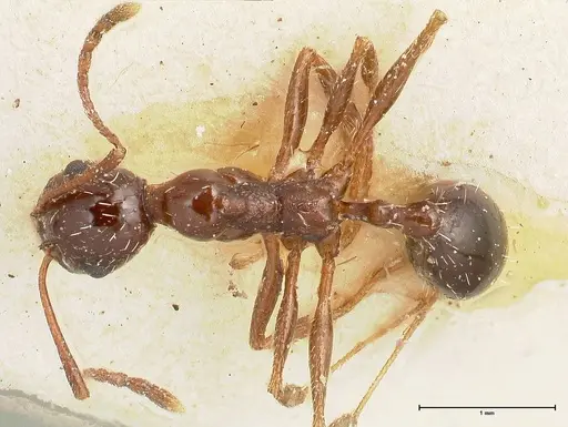 Aphaenogaster weigoldi specimen