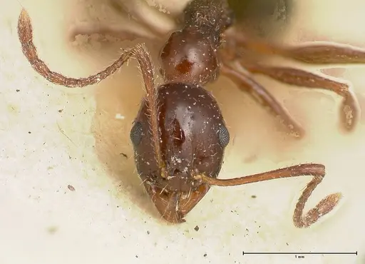 Aphaenogaster weigoldi specimen