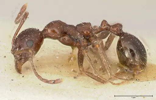 Aphaenogaster weigoldi specimen