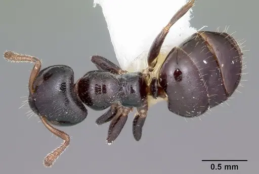 Aphomomyrmex afer specimen