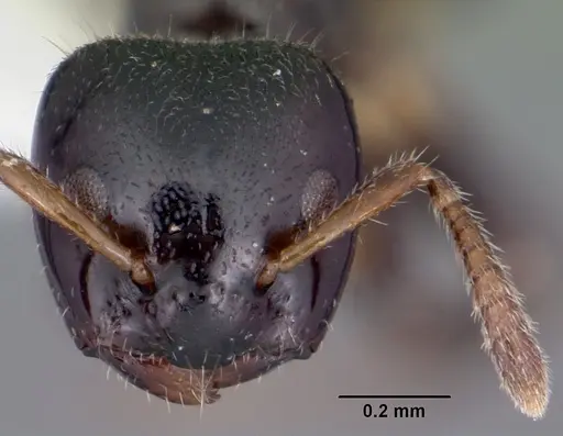 Aphomomyrmex afer specimen