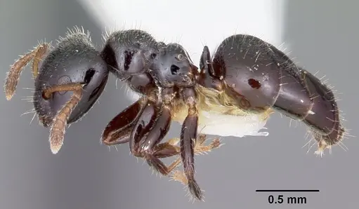 Aphomomyrmex afer specimen