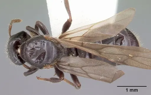 Aphomomyrmex afer - CASENT0101213