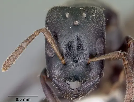 Aphomomyrmex afer - CASENT0101213