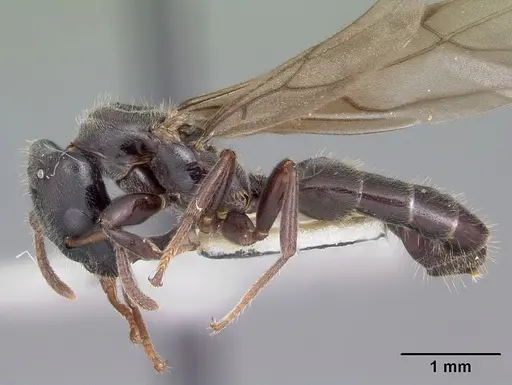 Aphomomyrmex afer - CASENT0101213