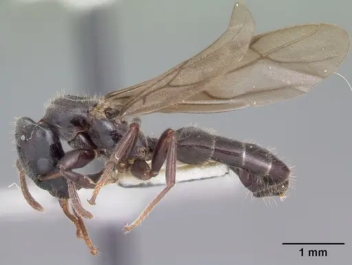 Aphomomyrmex afer - CASENT0101213