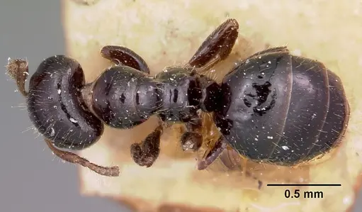 Aphomomyrmex afer - CASENT0101882