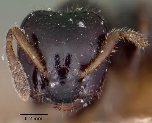 Aphomomyrmex afer - CASENT0101882