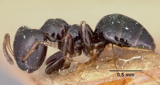 Aphomomyrmex afer - CASENT0101882