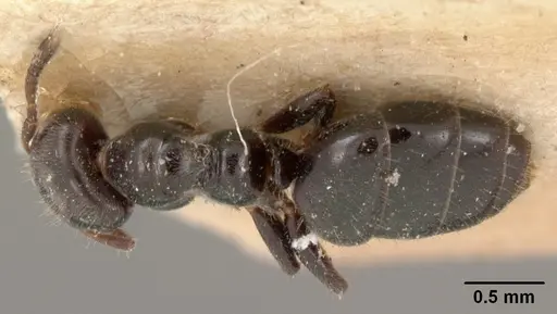 Aphomomyrmex afer - CASENT0102087