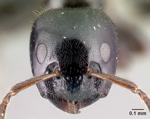 Aphomomyrmex afer - CASENT0217049