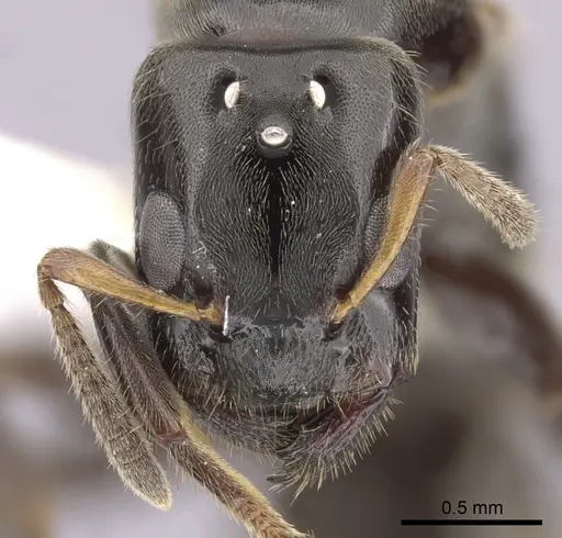 Aphomomyrmex afer - CASENT0249933