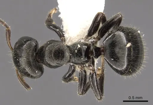 Aphomomyrmex afer - CASENT0900319