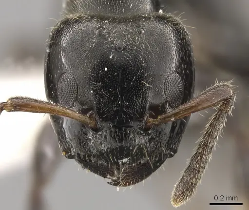 Aphomomyrmex afer - CASENT0900319