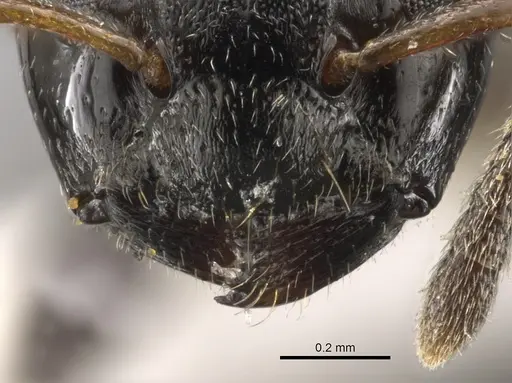 Aphomomyrmex afer - CASENT0900319