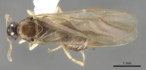 Aphomomyrmex afer - CASENT0903106