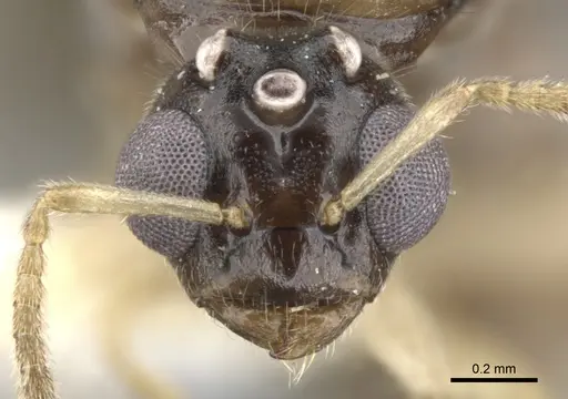 Aphomomyrmex afer - CASENT0903106