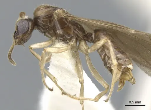 Aphomomyrmex afer - CASENT0903106