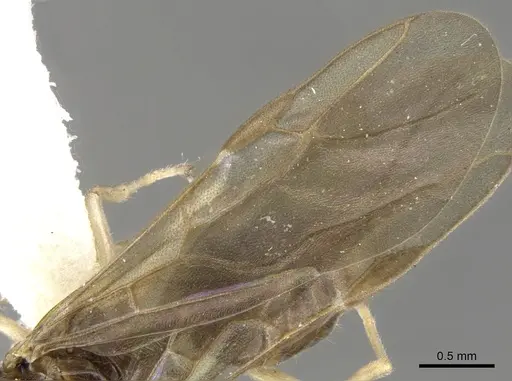 Aphomomyrmex afer - CASENT0903106