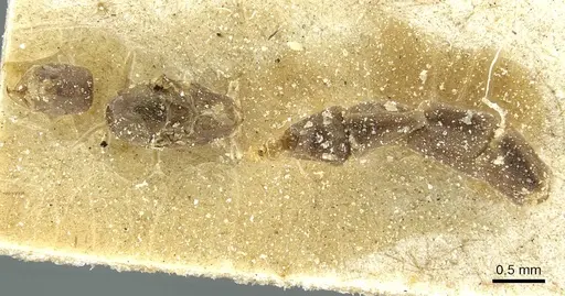 Aphomomyrmex afer - CASENT0911595