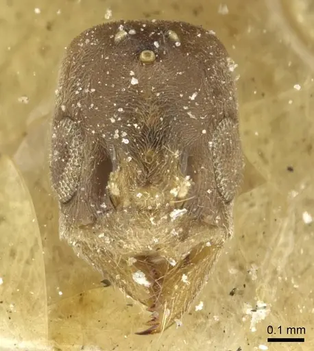 Aphomomyrmex afer - CASENT0911595