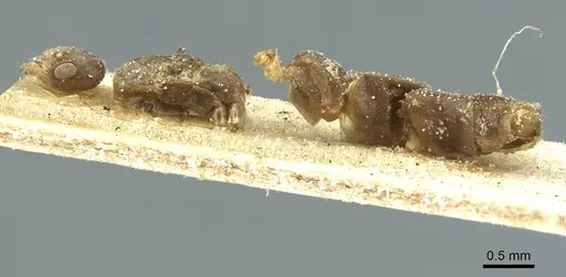 Aphomomyrmex afer - CASENT0911595