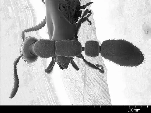 Apomyrma stygia specimen