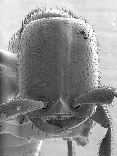 Apomyrma stygia specimen