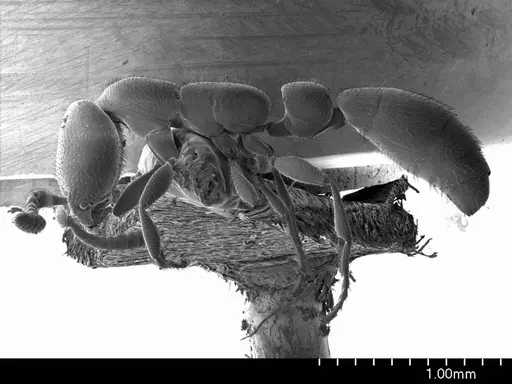 Apomyrma stygia specimen