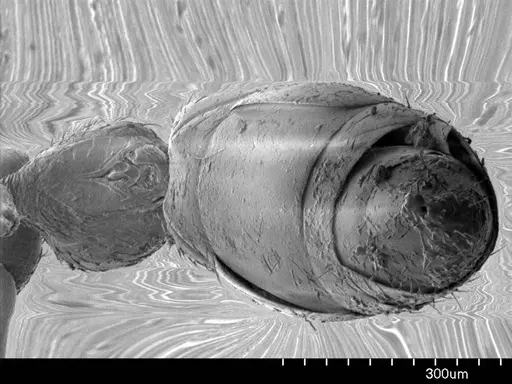 Apomyrma stygia - ANTWEB1008602
