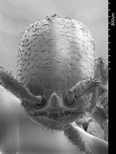 Apomyrma stygia - ANTWEB1008602