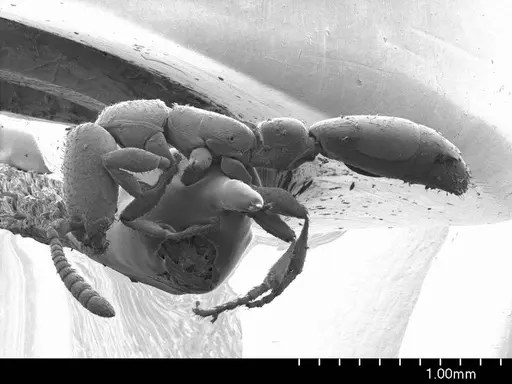 Apomyrma stygia - ANTWEB1008602