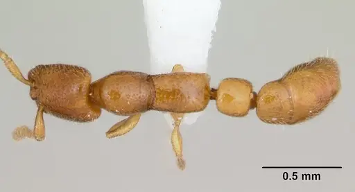 Apomyrma stygia - CASENT0000077