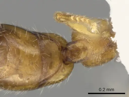 Apomyrma stygia - CASENT0000077