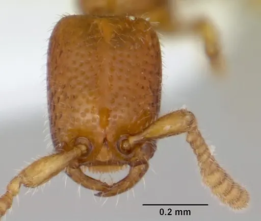 Apomyrma stygia - CASENT0000077