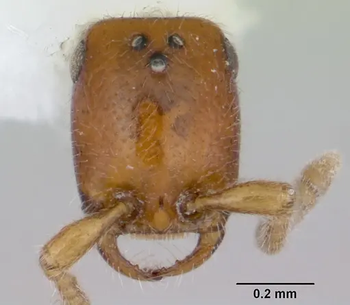 Apomyrma stygia - CASENT0007017