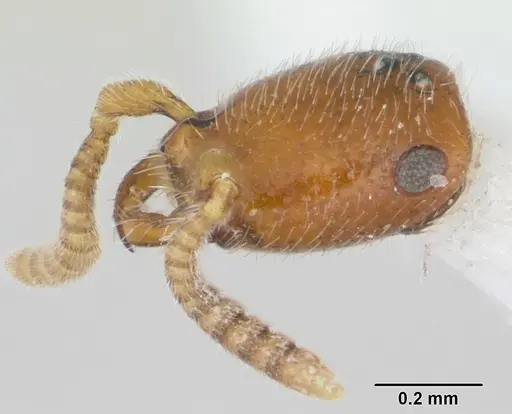 Apomyrma stygia - CASENT0007017