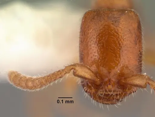 Apomyrma stygia - CASENT0101444
