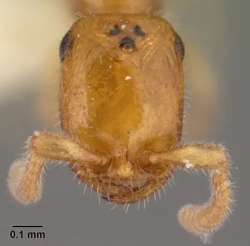 Apomyrma stygia - CASENT0101445