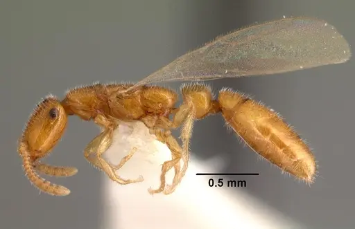 Apomyrma stygia - CASENT0101445