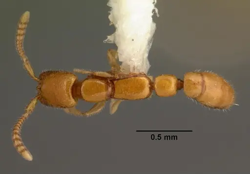 Apomyrma stygia - CASENT0101469
