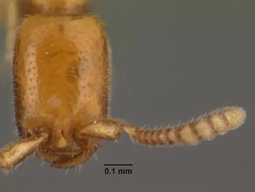 Apomyrma stygia - CASENT0101469