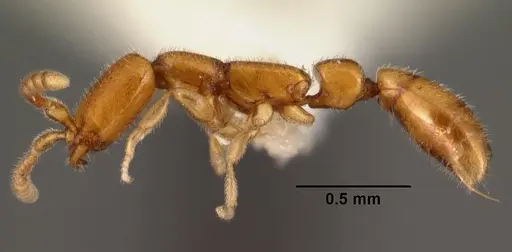 Apomyrma stygia - CASENT0101469